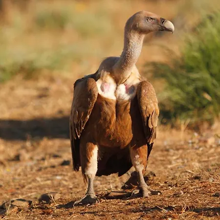 Apartment De Astroturismo La Canada Torrejon el Rubio