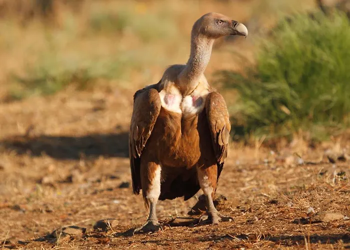 Апартаменты De Astroturismo La Canada Торрехон-эль-Рубио